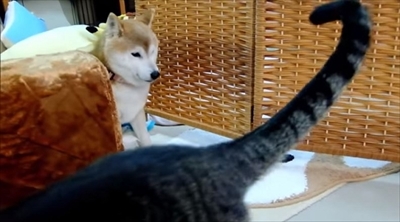 柴犬ひかりといちごと猫ミルキー