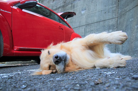 こー君　大山阿夫利神社