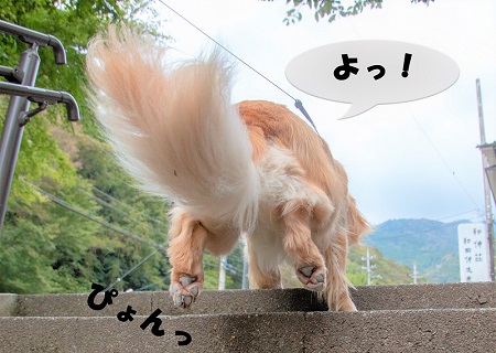 こー君　大山阿夫利神社