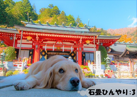 こー君　大山阿夫利神社