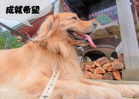 こー君　大山阿夫利神社