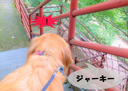こー君　大山阿夫利神社