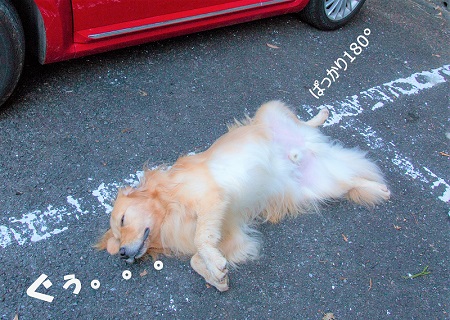 こー君　大山阿夫利神社