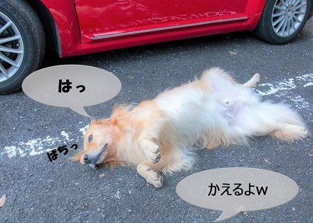 こー君　大山阿夫利神社