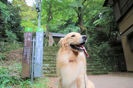 こー君　大山阿夫利神社
