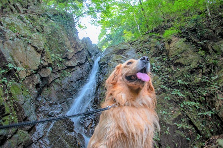 こー君　大山阿夫利神社