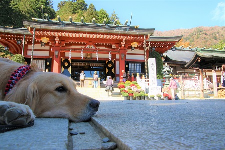 こー君　大山阿夫利神社