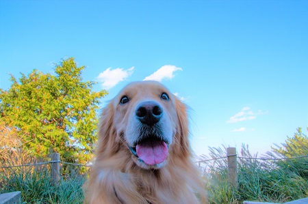 こー君　大山阿夫利神社