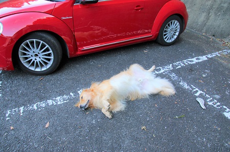 こー君　大山阿夫利神社