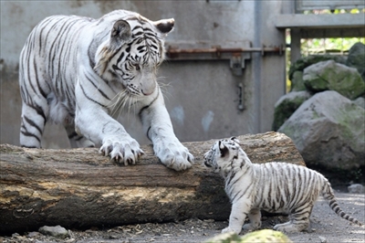 ホワイトタイガー