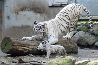 ホワイトタイガー