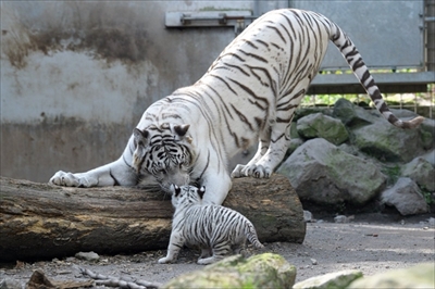 ホワイトタイガー