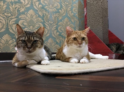 ネコリパシッター