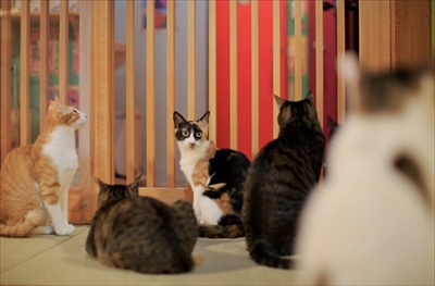 ネコリパシッター