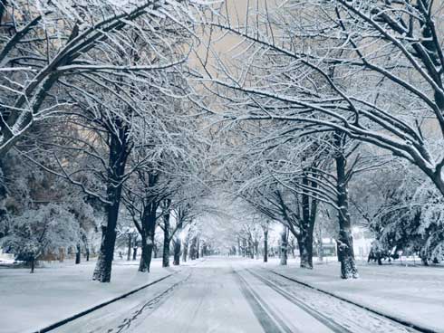 北海道大学 札幌キャンパス 雪景色 北大 幻想的
