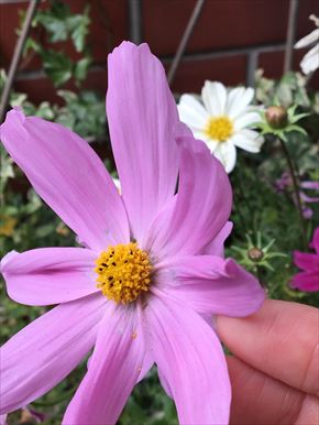 シャッツキステ メイド 同人誌