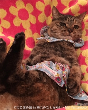 ねこ休み展