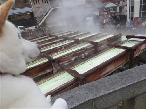 白柴『きなこ』のお気楽ブログ