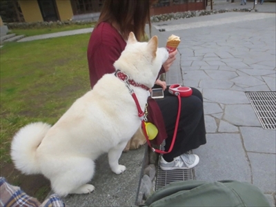 白柴『きなこ』のお気楽ブログ