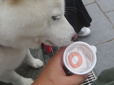 白柴『きなこ』のお気楽ブログ