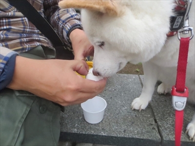 白柴『きなこ』のお気楽ブログ