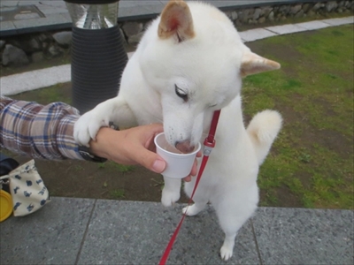 白柴『きなこ』のお気楽ブログ