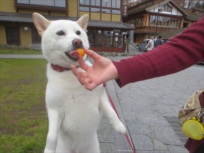 白柴『きなこ』のお気楽ブログ