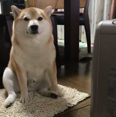 柴犬 朝 タイマー ヒーター 前 おっさん 座り方 あくび 豆助座衛門