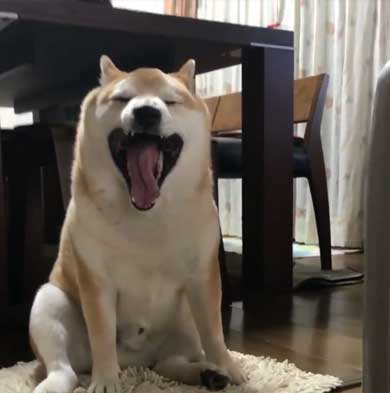 柴犬 朝 タイマー ヒーター 前 おっさん 座り方 あくび 豆助座衛門