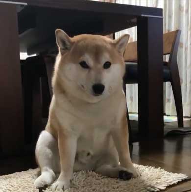 柴犬 朝 タイマー ヒーター 前 おっさん 座り方 あくび 豆助座衛門