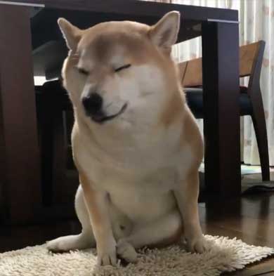 柴犬 朝 タイマー ヒーター 前 おっさん 座り方 あくび 豆助座衛門