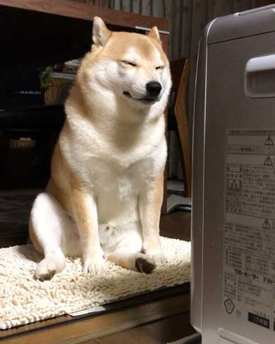 柴犬 朝 タイマー ヒーター 前 おっさん 座り方 あくび 豆助座衛門
