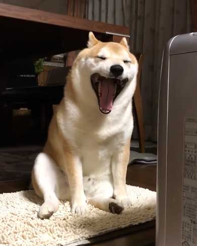 柴犬 朝 タイマー ヒーター 前 おっさん 座り方 あくび 豆助座衛門