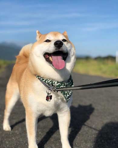 柴犬 朝 タイマー ヒーター 前 おっさん 座り方 あくび 豆助座衛門