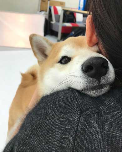 柴犬 朝 タイマー ヒーター 前 おっさん 座り方 あくび 豆助座衛門