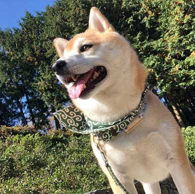 柴犬 朝 タイマー ヒーター 前 おっさん 座り方 あくび 豆助座衛門