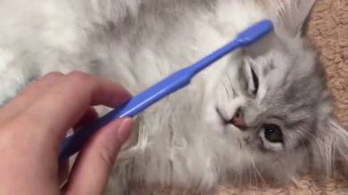 歯ブラシ猫ちゃん えーる