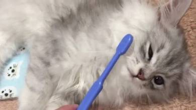 歯ブラシ猫ちゃん えーる