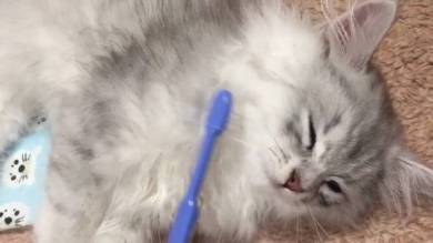 歯ブラシ猫ちゃん えーる