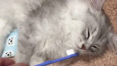 歯ブラシ猫ちゃん えーる