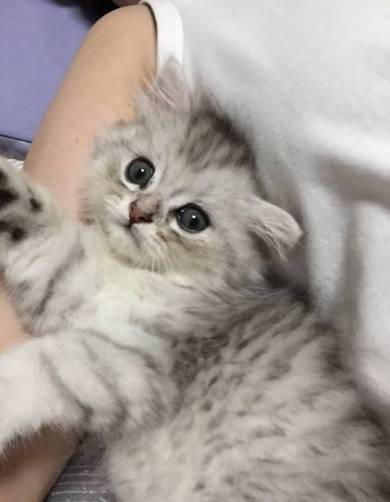 歯ブラシ猫ちゃん えーる