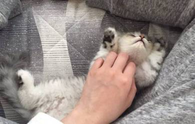 歯ブラシ猫ちゃん えーる