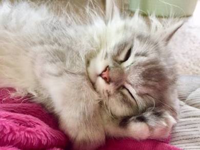 歯ブラシ猫ちゃん えーる