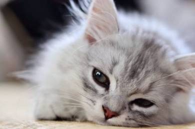 歯ブラシ猫ちゃん えーる