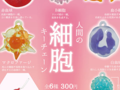 人間の体内ではたらく「リアル細胞」がキーチェーンに 白血球