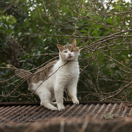 残念すぎるネコ写真展