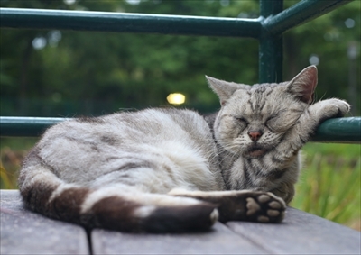 残念すぎるネコ写真展