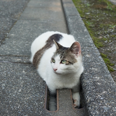 残念すぎるネコ写真展