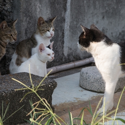 残念すぎるネコ写真展