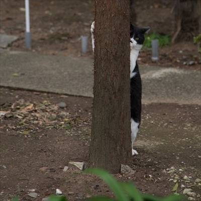 残念すぎるネコ写真展